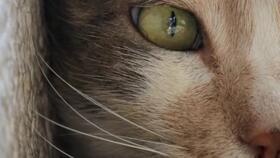 猫之城最新爆料视频大全,最新爆料视频大盘点  第3张